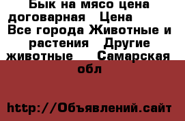 Бык на мясо цена договарная › Цена ­ 300 - Все города Животные и растения » Другие животные   . Самарская обл.